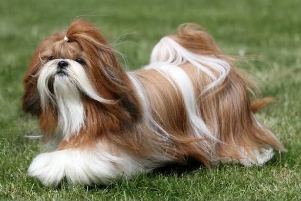 Shihtzu angle 2